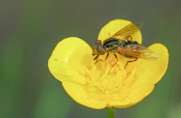 GESTREIFTE NASENSCHWEBFLIEGE, ANASIMYIA LINEATA