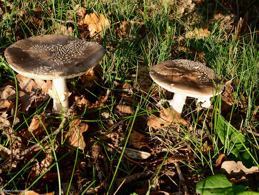 Grauer Wulstling - Amanita excelsa
