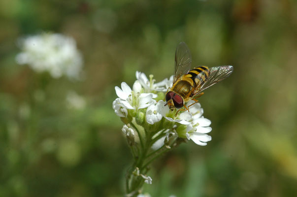 GROSSE SCHWEBFLIEGE, SYRPHUS RIBESII