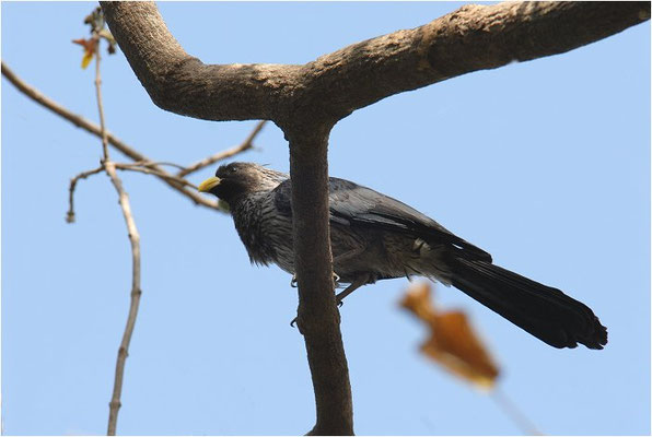 LÄRMVOGEL, WESTERN GREY PLANTAIN-EATER, CRINIFER PISCATOR