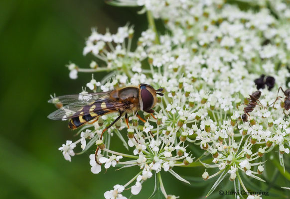 FRÜHE GROSSSTIRNSCHWEBFLIEGE, SCAEVA SELENITICA