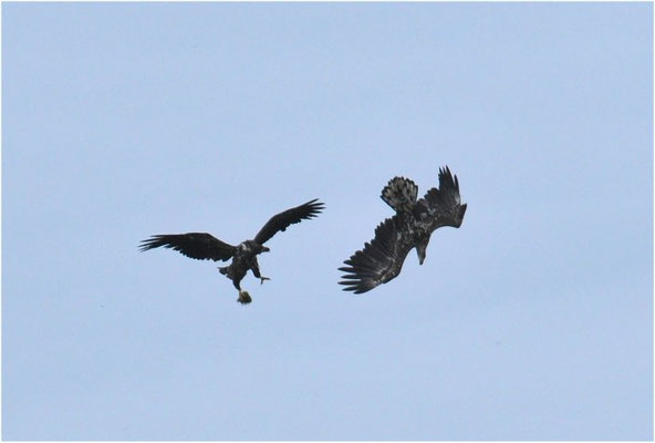 SEEADLER, WHITE-TAILED EAGLE, HALIAEETUS ALBICILLA