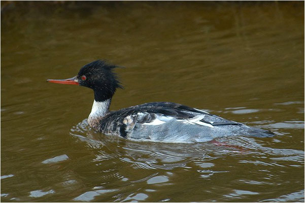 MITTELSÄGER, RED-BREASTED MERGANSER, MERGUS SERRATO