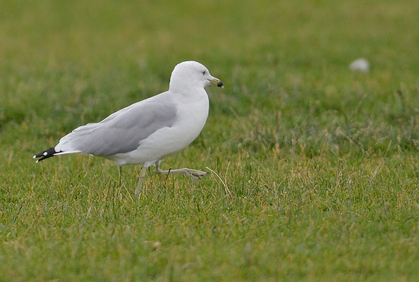 RINGSCHNABELMÖWE, RING-BILLED GULL, LARUS DELAWARENSIS