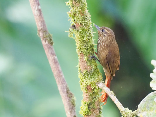 Keilschnabel-Baumsteiger, Wedge-billed Woodcreeper - Glyphorynchus spirurus