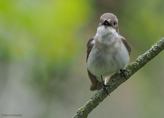 TRAUERSCHNÄPPER, PIED FLYCATCHER, FICEDULA HYPOLEUCA