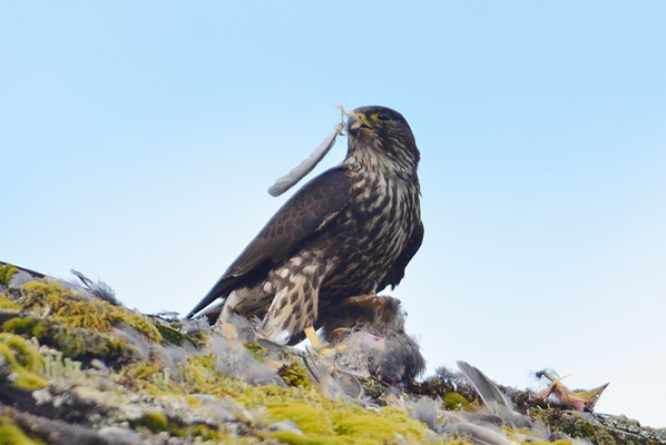 WANDERFALKE, PEREGRINE FALCON, FALCO PEREGRINUS