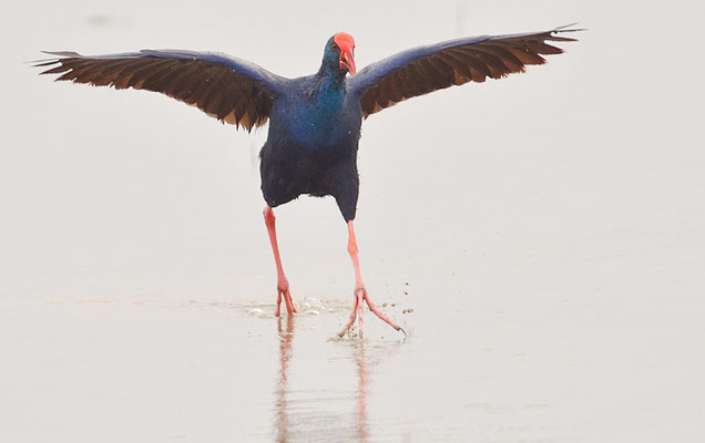 PURPURHUHN, PURPLE SWAMPHEN, PORPHYRIO PORPHYRIO