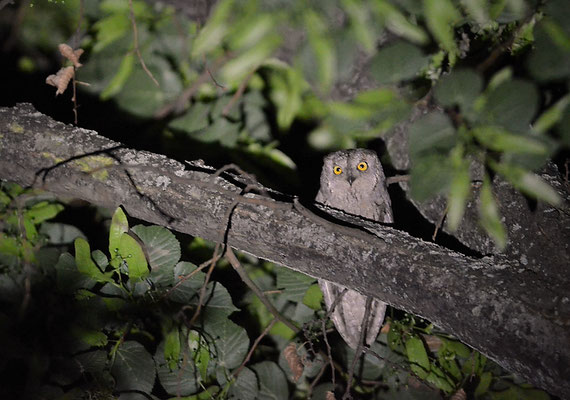 ZWERGOHREULE, SCOPS OWL, OTUS SCOPS