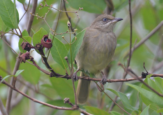BLANFORDBÜLBÜL, STREAK-EARED BULBUL, PYCNONOTUS BLANFORDI
