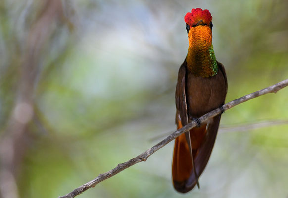 TOPASRUBINKOLIBRI, RUBY-TOPAZ HUMMINGBIRD, CHRYSOLAMPIS MOSQUITUS - CURACAO