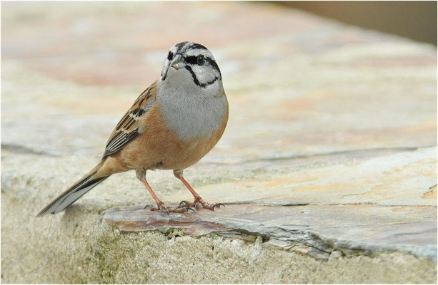 ZIPPAMMER, ROCK BUNTING, EMBERIZA CIA