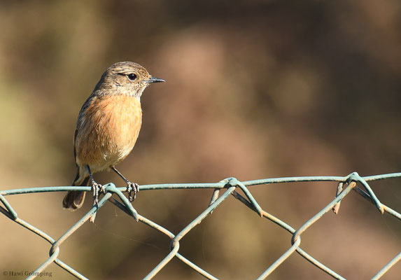 SCHWARZKLEHLCHEN, STONECHAT, SAXICOLA TORQUATA
