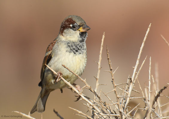 HAUSSPERLING, HOUSE SPARROW, PASSER DOMESTICUS