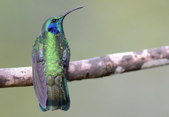 KLEINER VEILCHENOHRKOLIBRI, GREEN VIOLET-EAR, COLIBRI THALASSINUS