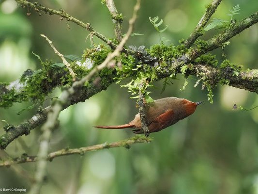 GRAUKEHLSCHLÜPFER, SLATY SPINETAIL - SYNALLAXIS BRACHYURA