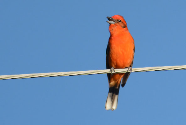 BLUTTANGARE, FLAME-COLORED TANAGER, PIRANGA BIDENTATA