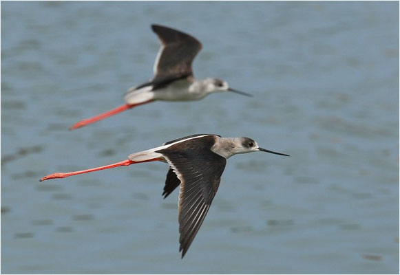 STELZENLÄUFER, BLACK-WINGED STILT, HIMANTOPUS HIMANTOPUS