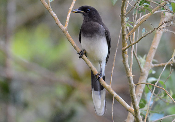 BRAUNHÄHER, BROWN JAY, CYANOCORAX MORIO