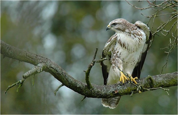 MÄUSEBUSSARD, COMMON BUZZARD, BUTEO BUTEO