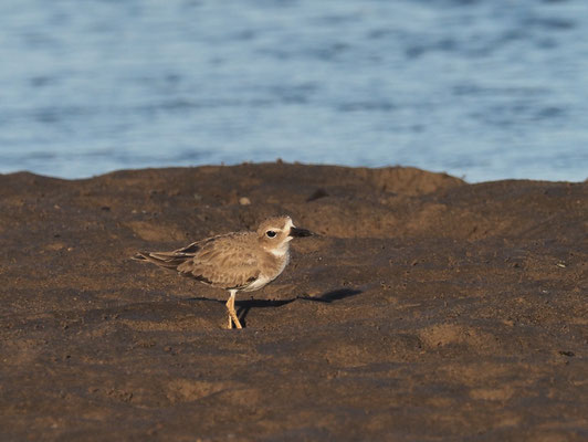 WILSON-REGENPFEIFER, WILSON´S PLOVER, CHARADRIUS WILSONIA