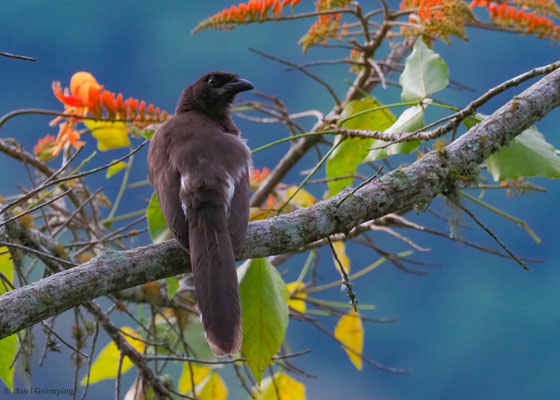 BRAUNHÄHER, BROWN JAY, CYANOCORAX MORIO