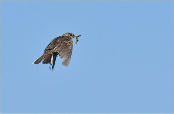 WIESENPIEPER, MEADOW PIPIT, ANTHUS PRATENSIS