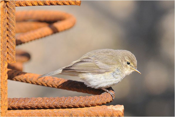 ZILPZALP, CHIFFCHAFF, PHYLLOSCOPUS COLLYBITA