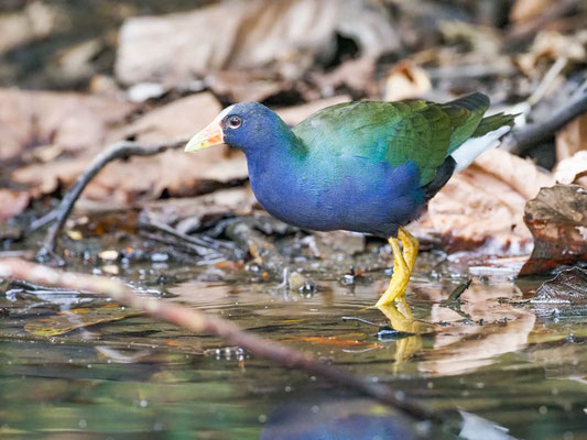 Zwergsultanshuhn, Purple Gallinule - Porphyrio martinicus