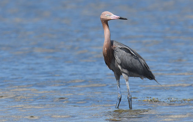 RÖTELREIHER, REDDISH EGRET, EGRETTA RUFESCENS