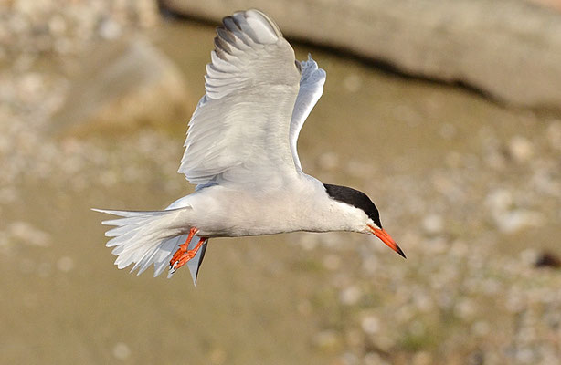 FLUSSSEESCHWALBE, COMMON TERN, STERNA HIRUNDO