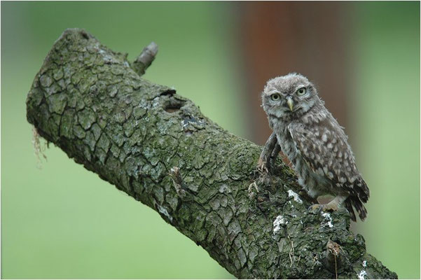 STEINKAUZ, LITTLE OWL , ATHENE NOCTUA