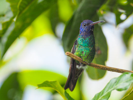 BRONZESCHWANZSAPHIRKOLIBRI, GOLDEN-TAILED SAPPHIRE - CHRYSURONIA OENONE