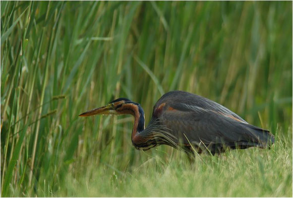 PURPURREIHER, PURPLE HERON, ARDEA PURPUREA