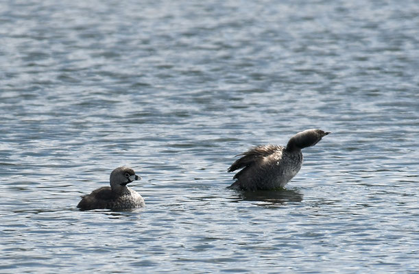BINDENTAUCHER, PIED-BILLED GREBE, PODILYMBUS PODICEPS