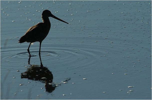 UFERSCHNEPFE, BLACK-TAILED GODWIT, LIMOSA LIMOSA