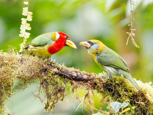Andenbartvogel, Red-headed Barbet -  Eubucco bourcierii
