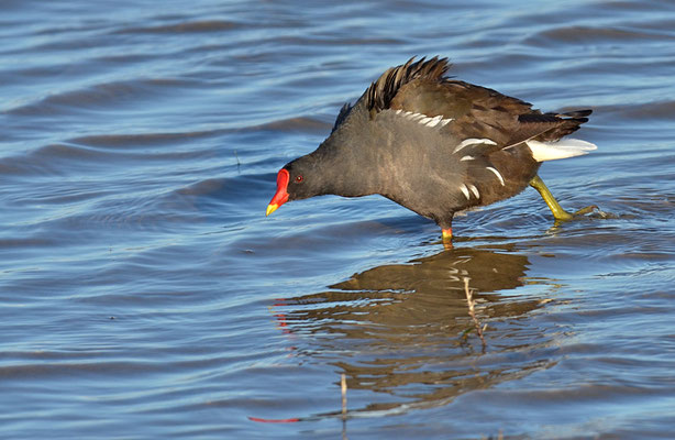 TEICHRALLE, MOORHEN, GALINULA CHLOROPUS