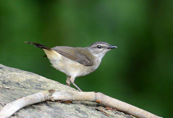 FLUSSWALDSÄNGER, BUFF-RUMPED WARBLER, PHAEOTHLYPIS FULVICAUDA