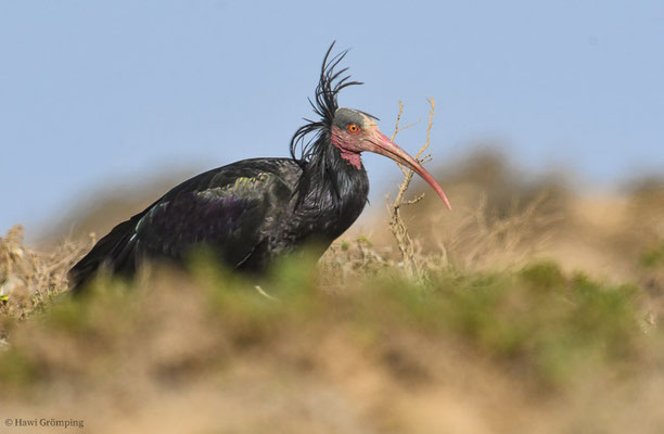 WALDRAPP, BALD IBIS, GERONTICUS EREMITA