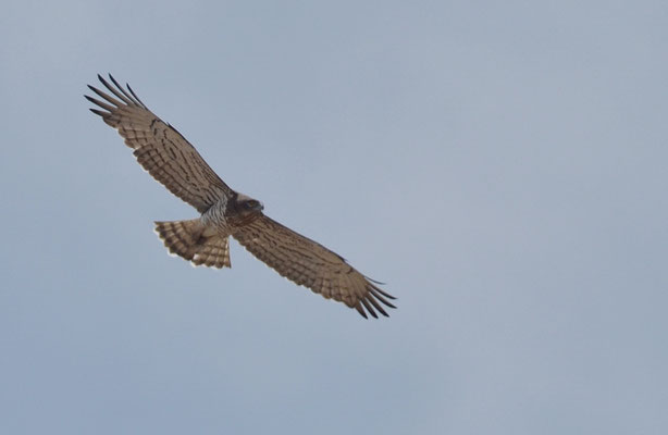 SCHLANGENADLER, SHORT-TOED EAGLE, CIRCAETUS GALLICUS