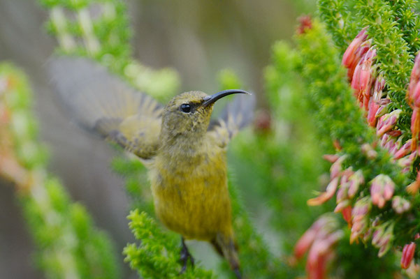 BLAUBANDNEKTARVOGEL, SOUTHERN DOUBLE-COLLARED SUNBIRD, CINNYRIS CHALYBEUS