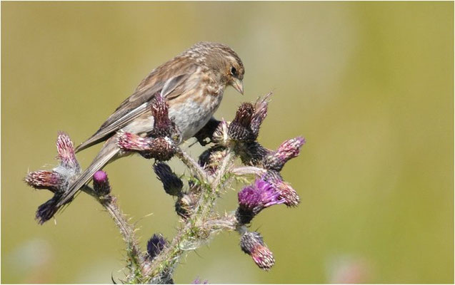 BERGHÄNFLING, TWITE, CARDUELIS FLAVIROSTRI