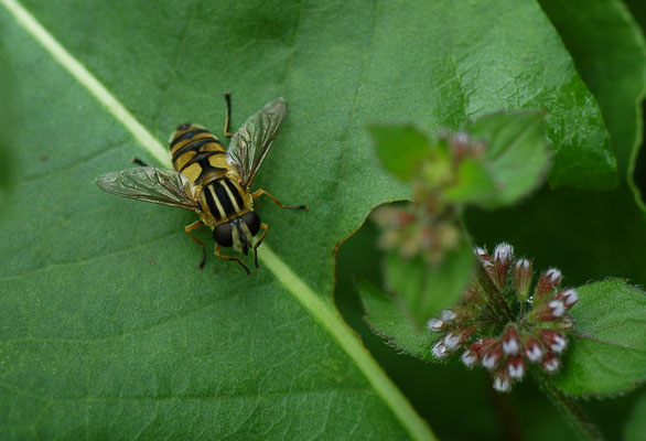 HELLE SUMPFSCHWEBFLIEGE, HELOPHILUS HYBRIDUS