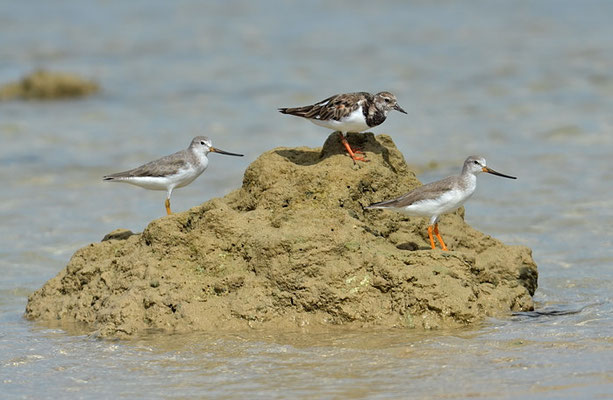 TEREK-WASSERLÄUFER, TEREK SANDPIPER, XENUS CINEREUS