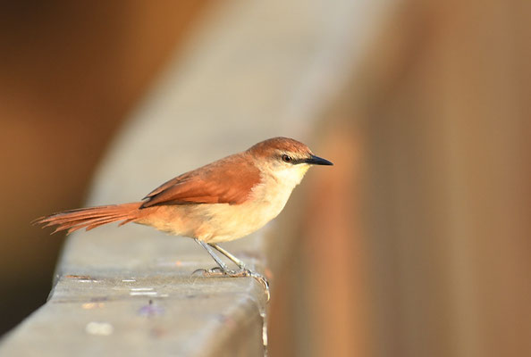 GELBKEHLSCHLÜPFER, YELLOW-THROATED SPINETAIL, CERTHIAXIS CINNAMOMEUS