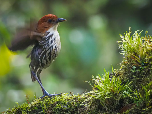 ROSTKAPPEN-AMEISENPITTA, CHESTNUT-CROWNED ANTPITTA - GRALLARIA RUFICAPILLA