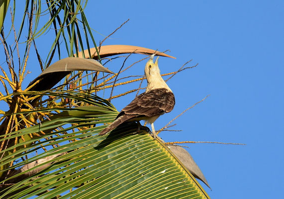 GELBKOPFKARAKARA, YELLOW-HEADED CARACARA, MILVAGO CHIMACHIMA