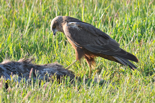 ROTMILAN, RED KITE, MILVUS MILVUS