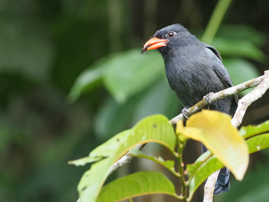 Schwarzstirntrappist, Black-fronted Nunbird - Monasa nigrifrons